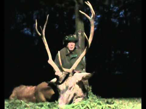 Alter Hirsch in Masuren erlegt!