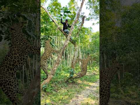 Two leopards attacked a man inside the forest #vfx #leopard #shorts #wildlife #animals #africa