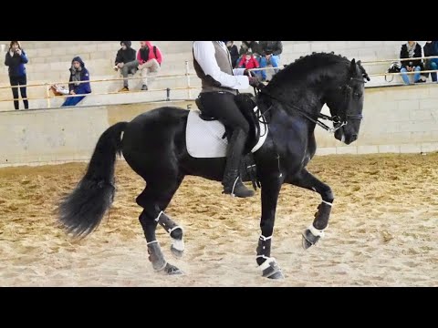 BLACK LUSITANO PIAFFE - PASSAGE