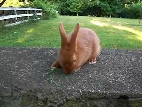 Sundance - 7 Week Old Thrianta Rabbit