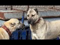 KONYADAKİ HARİKA KANGALLAR VE ADAMCI ÇOBAN KÖPEKLERİ KANGAL IN SÜRÜSÜNE SADAKATİ
