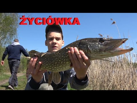 BEAUTIFUL PIKE on LIGHT SPINNING!