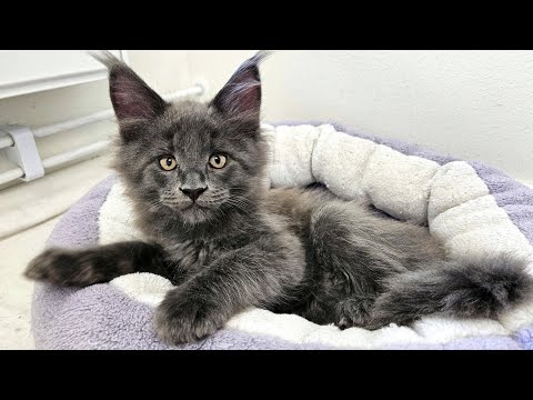 Fun With Maine Coon Kitten Ash!