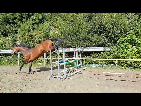 Show jumping Perfect Touch (United Touch S x Verdi)