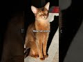 Mysterious Secrets of Abyssinian Cats Unveiled