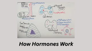 Hormones
