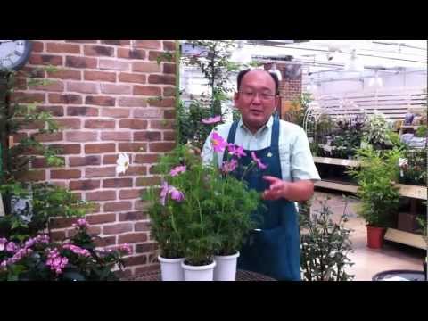 コスモスの種のまき方 間違い 植物 菜園 鳥を引き寄せる 危険 野菜