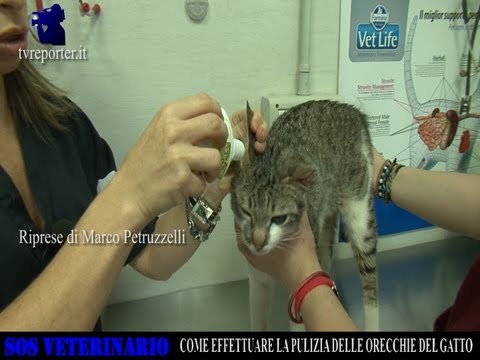 Verme dopo trattamento Lo scombro ha parassiti