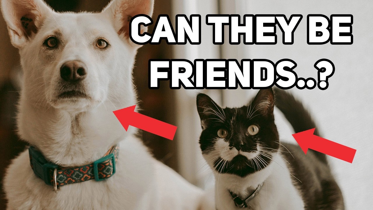 How Dogs Coexist with Cats and Become Friends