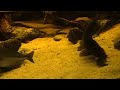 Neosilurus ater Neosilurus ater