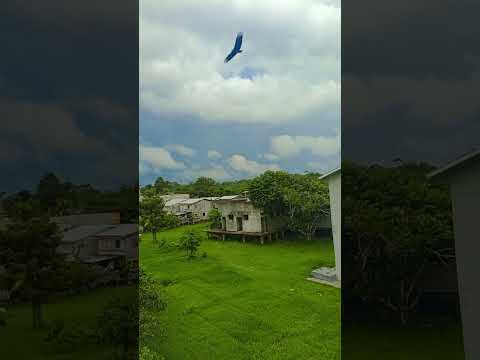 município de anamã Amazonas