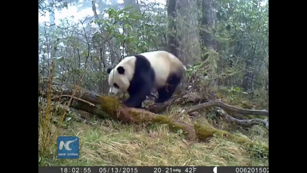 Better protection for giant pandas