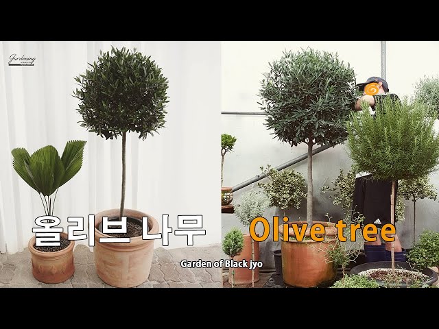 Video de pronunciación de 올리브 en Coreano
