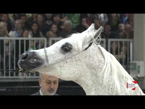 N.203 NORMA - Verona 2015 - Mares 10 years old and over (Class 9)