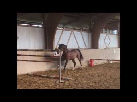 Cansendo Free Jumping