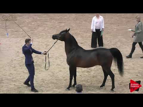 N.89 FREE EUKALIPTUS - Milan 2018 - 7-9 Years Old Stallions (Class 11)