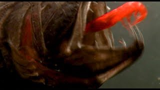 Download lagu Fangtooth - ikan laut dalam dengan gigi besar mengunyah udang mp3