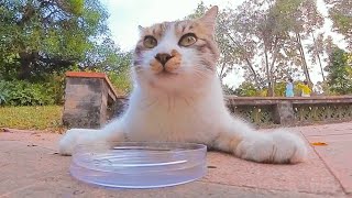 That stray cat looks so cute while it's drinking water.