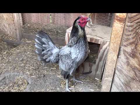 Blue Henny Redquill Henny In The making Brood....NFS