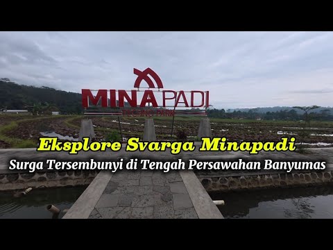 Menjelajahi Svarga Minapadi! Surga Tersembunyi di Tengah Hamparan Sawah Banyumas