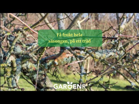 Få frukt hela säsongen på ett enda träd - Trädgårdshacks med GardenR