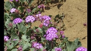 Beach sand verbena