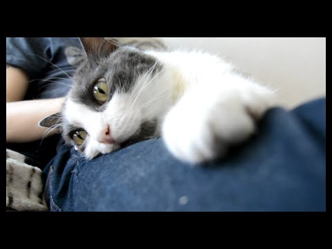 Zachary - JCC 2020 Qualifikation