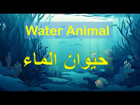 Sea animals in Arabic and English | Beginners Arabic vocabulary | #AwwalArabic
