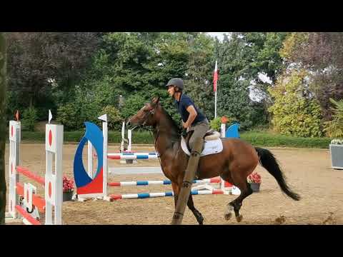 5y mare Quidam de revel x Contender, *Koningsbosch