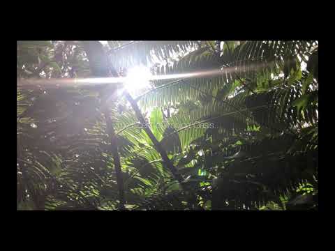 Haku Beauty Collection