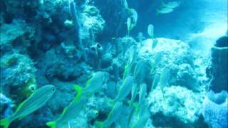 St.Lucia Giant Puffer