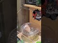 Golden Bear step by step is the devil's pace #Fantastic animals #Raising rats daily sharing