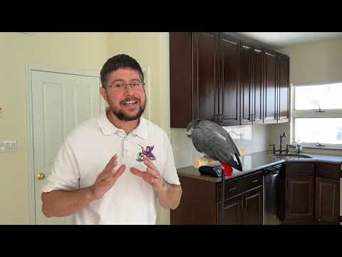 How To Gain Trust of a Parrot – Older Birds