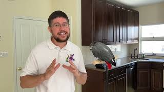 How To Gain Trust of a Parrot – Older Birds