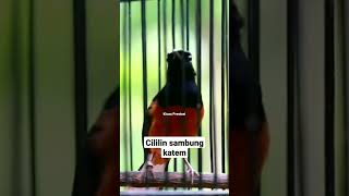 Download lagu batu murai mengisi cililin menghubungkan tunas kapas #kucauprestasi mp3