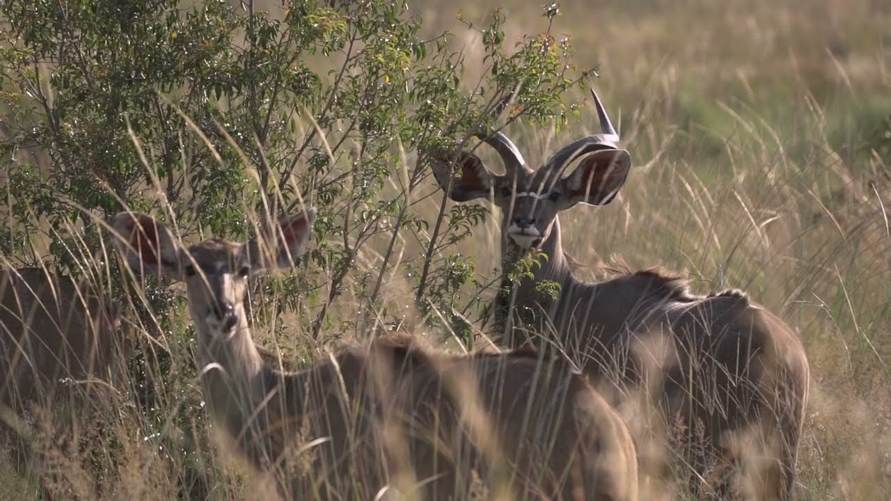Ekuthuleni Lodge General Overview
