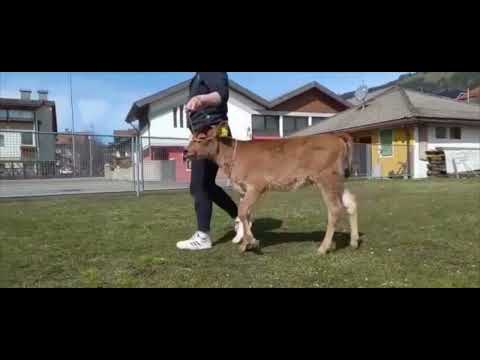 Kat. Nr.: 12 JERSEY BOOMERANG SAPHIRA von Fauster Herbert, Unterburger, Niederdorf (BZ)