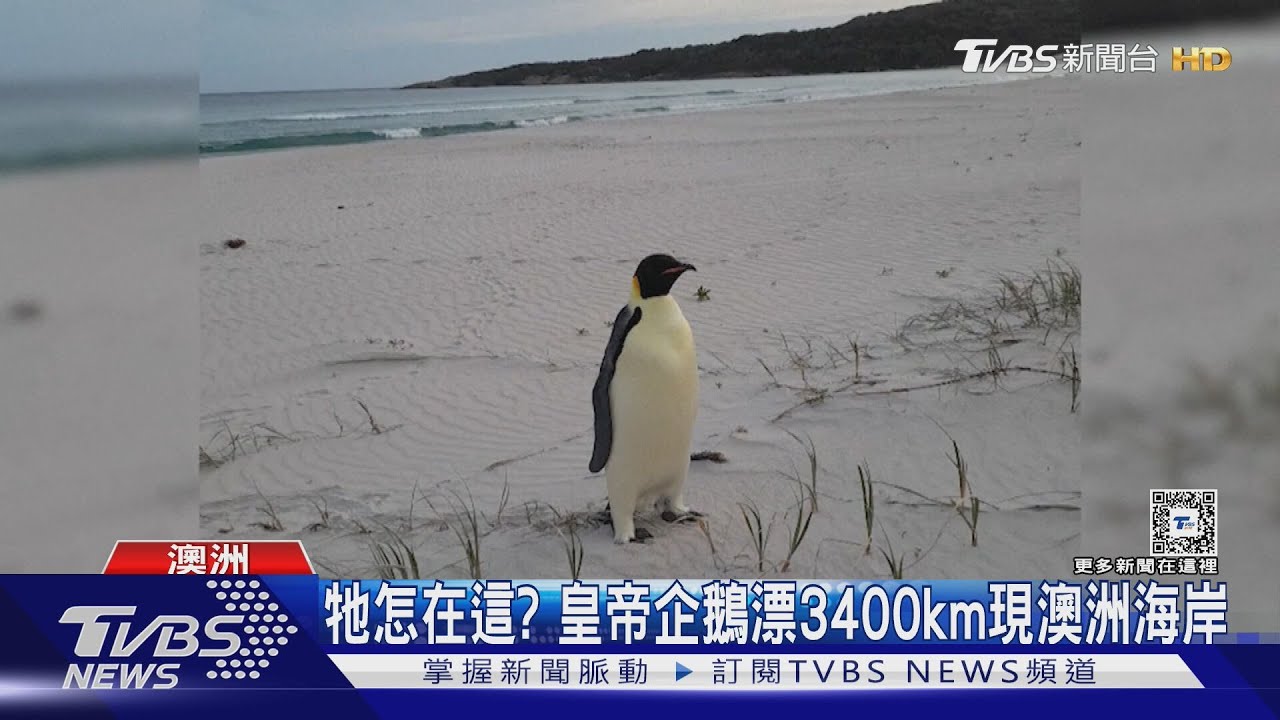 牠怎麼在這?南極「皇帝企鵝」漂海3400公里到澳洲西岸