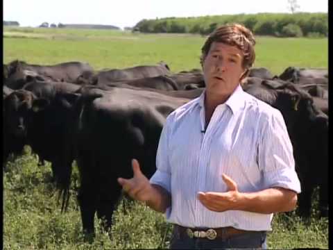 Cabaña los Murmullos y su aporte a la calidad génetica del ganado bovino. (#450 2012-03-10)