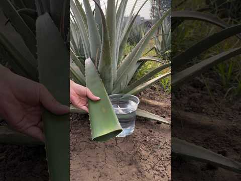 Organic aloe vera farming #villagelife #aloevera #farming #agriculture #local #organic #shorts