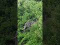 Single Wild Elephants Are Very Dangerous Dooars Wildlife Shorts Samrattourworld