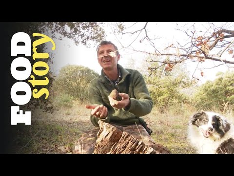 Il a trouvé la truffe parfaite!