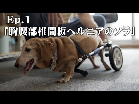 落ち着いたナレーションで動画・教材を魅力的にします イメージ1