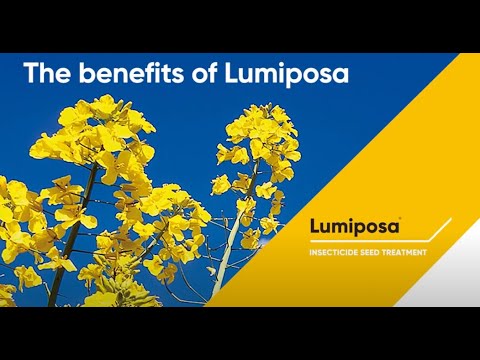 The Benefits of Lumiposa in OSR