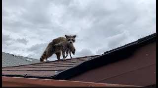 Raccoon Removal From Garage Wall
