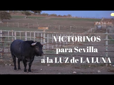 😱¡ESTE JUEVES! Toros de Lidia de VICTORINO para REAL MAESTRANZA DE SEVILLA a la luz de LA LUNA
