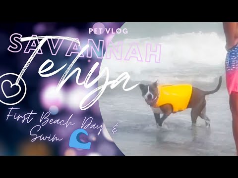 First Beach Day & Swim | Tehya the beautiful blue pitbull #dogbeach #dogswim #northcarolina #summer
