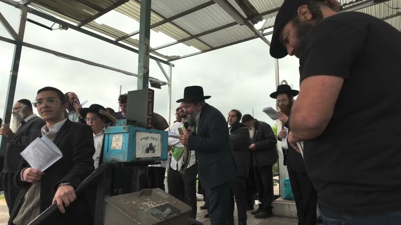 שאגת הארי בקבר הארי בצפת