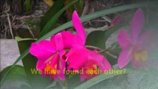 Barbra Streisand -  Hideaway +lyrics, Orchids,720P HD