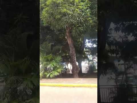 Ricaurte (Cundinamarca) Hermoso Atardecer. m.@.@🦇 #colombia